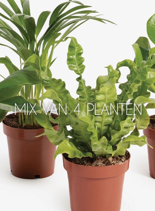 Mix 4 plantjes verzorging